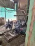 Сребърен виандот, снимка 11