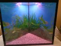 Ъглов аквариум , снимка 2