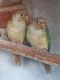 Продавам папагали. , снимка 5