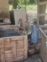 Продавам англонубийски ярета, снимка 5