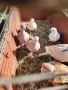 Скумрийки гугутки , снимка 1