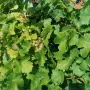 Продавам отлично винено грозде Мускат Отонел – от стари лозя (район Силистра)собствени лозя , снимка 5