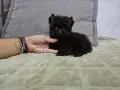 Мини шоколадово момче, снимка 2