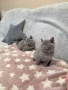 Продавам британски късокосмести котета, снимка 12