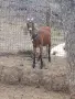 Продавам млада млечна коза., снимка 1