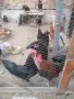 Петли Австролоп, снимка 3