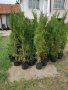 туя фастигията 0.90см до 1.метър цена 5лева , снимка 3