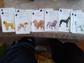 Колекционерски карти за игра, с кучета, снимка 5