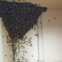 Хващане на пчели / Улавяне на пчелни рояци, снимка 1 - Други животни - 37159467