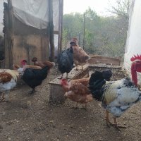 Оплодени яйца от черен австралорп, едри селски кокошки и голошийки , снимка 5 - Кокошки и пуйки - 44241251