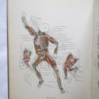 Книга Пластическая анатомия и изображение человека на ее основах - М. Ц. Рабинович 1985 г., снимка 3 - Други - 30629063