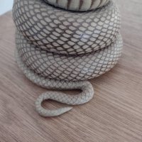 Препарирана кобра - истинска, снимка 2 - Други ценни предмети - 43921542