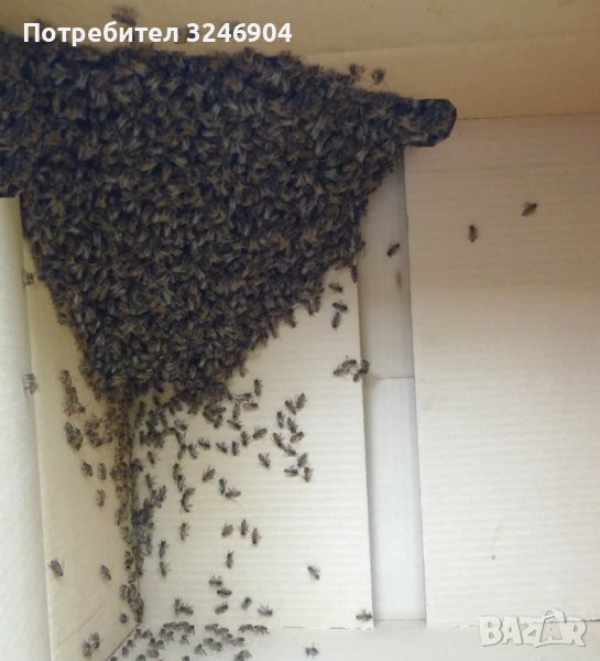 Хващане на пчели / Улавяне на пчелни рояци, снимка 1