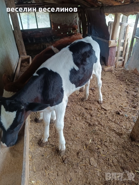 Мъжко теленце , снимка 1