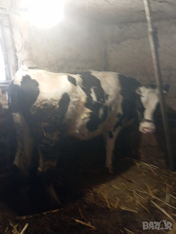 продават се юнички, снимка 1