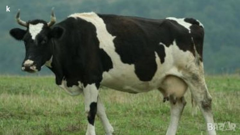 Здравейте Търся  пастир за работа в кравеферма тел: 0887589396 ., снимка 1