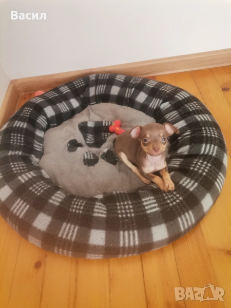 Мини пинчери , снимка 1