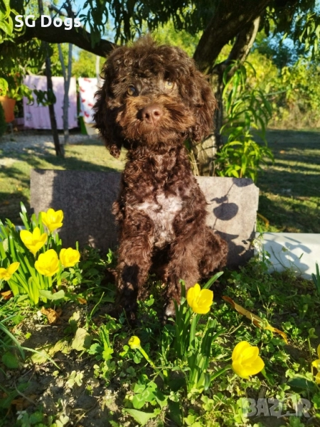 Мини пудел, снимка 1