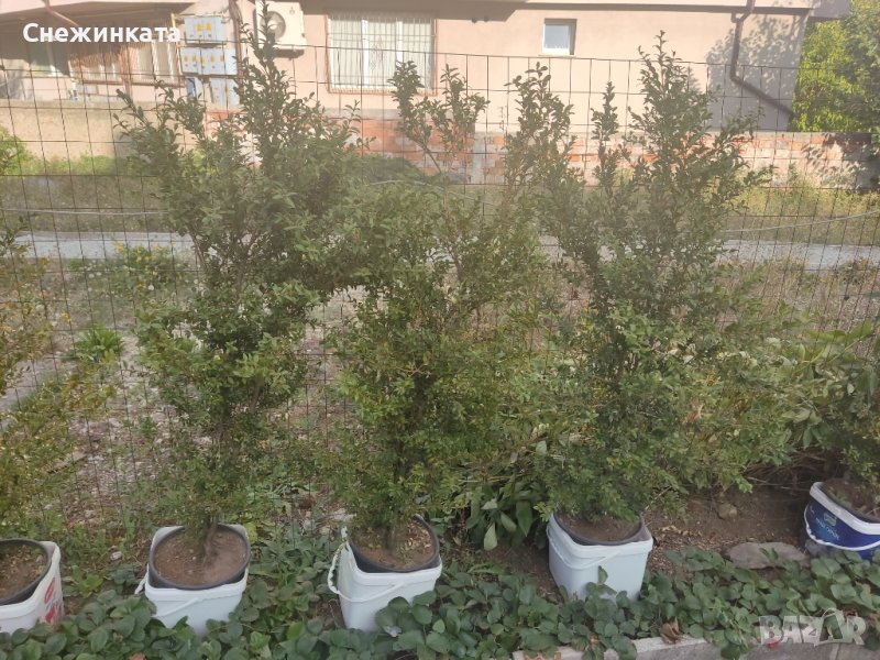 Дървовидни чемшири с подарък ружа, снимка 1