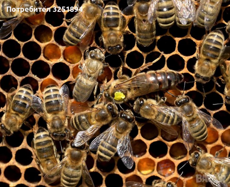 Пчелни отводки ДБ-2023, снимка 1