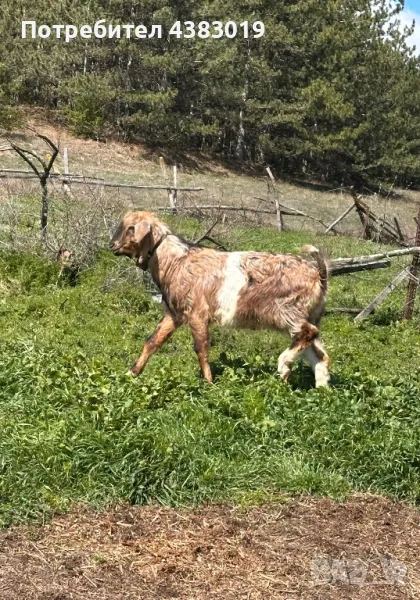 Англонобийски мъжки пръч, снимка 1