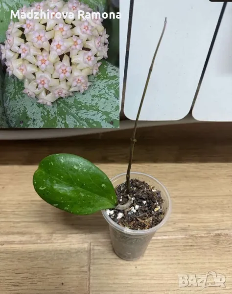 Hoya Michele , снимка 1