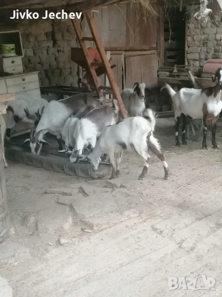 Ярета, снимка 1