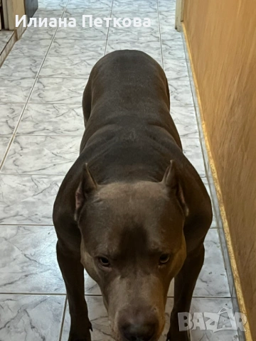 Мъжки питбул  Blue nose с родословие