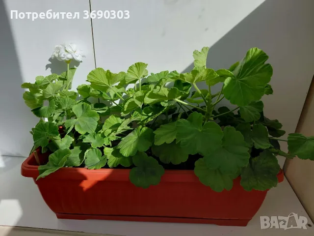 Домашни мушката в сандъче 45 см, 4 броя големи мушката в сандъче, бяло мушкато и сортово, снимка 5 - Стайни растения - 56210390