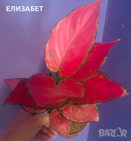 Aglaonema. Aglaonema