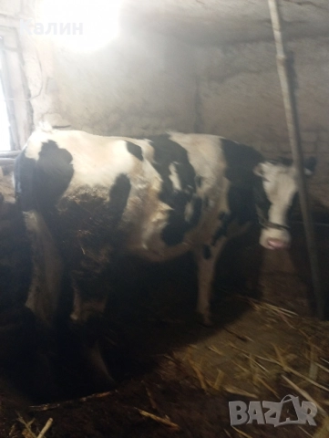 продават се юнички