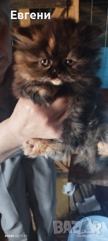 Персийски котета, снимка 6 - Персийска - 42498811