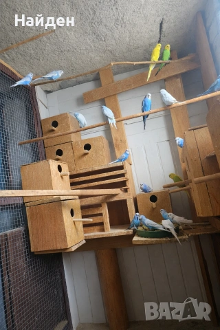 Продавам вълнисти папагали