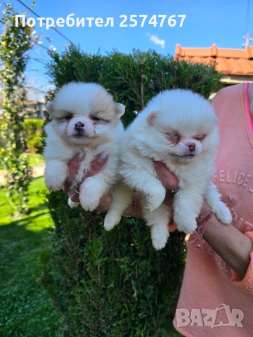 Померани , снимка 17 - Померан - 54097931