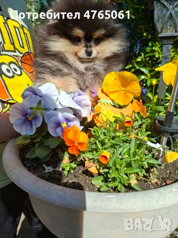 Померан момченце , снимка 6 - Померан - 54245988