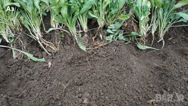 Продавам цветя Гайлардия – разсад за есенно засаждане в градината, различни цветове, снимка 12 - Разсади - 30273860