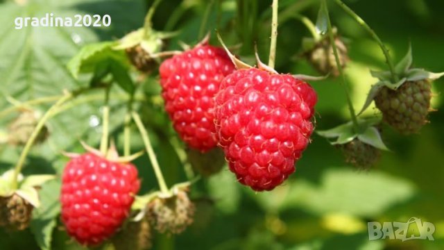     Малина Химбо Топ - Himbo Top, снимка 6 - Разсади - 42222063