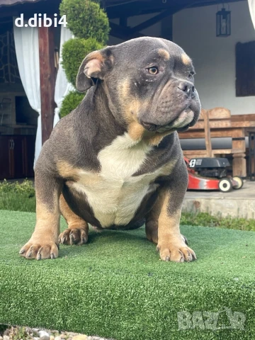 Американско були -покет, снимка 2 - Други - 51169468