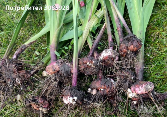 ❌️❌️НЯМА НАЛИЧНОСТ❌️❌️✍🏻Поръчки от есента до април✍🏻  Гладиоли микс - луковици✍🏻 ✍🏻 , снимка 4 - Градински цветя и растения - 38214698