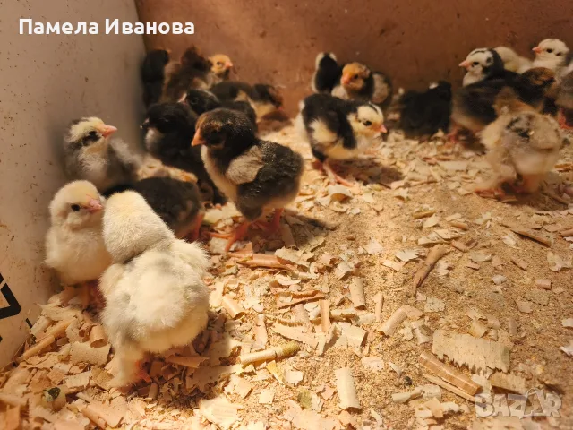 Новоизлюпени пиленца брама , снимка 5 - Патици и гъски - 55780370