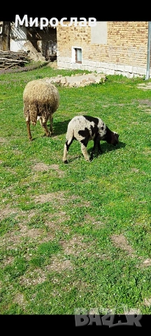 ЗАМЕНЯМ АГНЕ ЗА МЛЕЧНА КОЗА, снимка 3 - Овце - 54124431