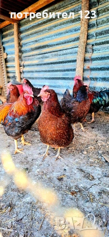 яйца от катунски кокошки., снимка 2 - Кокошки и пуйки - 52928506
