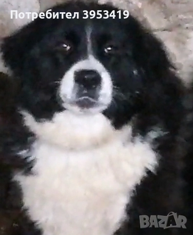 каракачански кученца с доказан произход и качества, снимка 7 - Други - 52137282