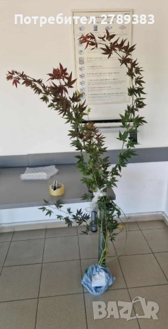 Червенолистен Японски клен, снимка 5 - Градински цветя и растения - 53071692