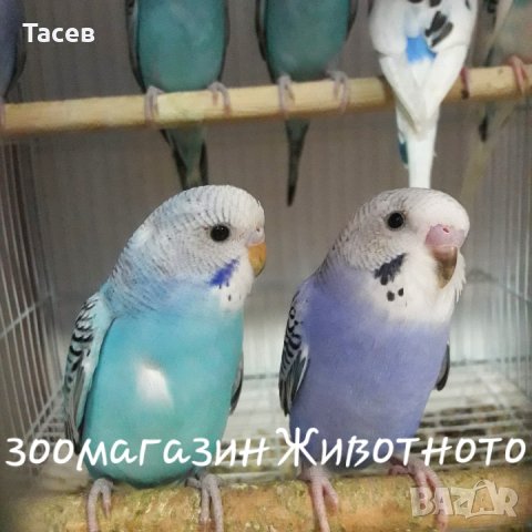 Вълнисти папагалчета, снимка 6 - Папагали - 34031793