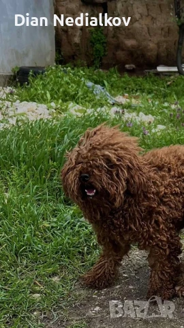 Той пуделчета родословие , снимка 3 - Пудели - 51363654