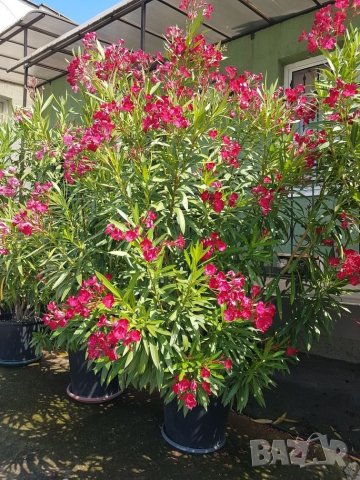 Зокум/Олеандър високи 2,50м, снимка 4 - Градински цветя и растения - 33312654