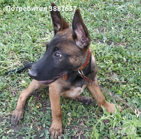 БЕЛГИЙСКА ОВЧАРКА  МАЛИНОА, снимка 2 - Белгийска овчарка - 50232911