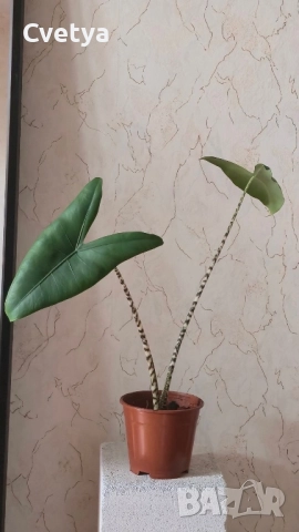 Алоказия -зебрина