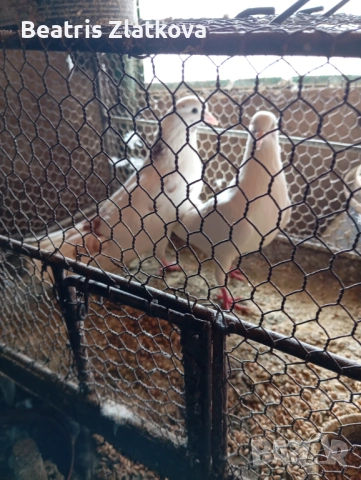 продавам гълъби, снимка 9 - Гълъби - 53924309